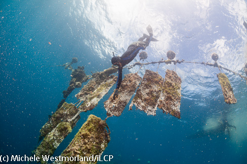 One of the Tahitian free divers retrieving an oyster filled screen.